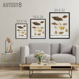 "Artery8 Butterflies & moths Anselmus de Boodt Framed Canvas Wall Art Print in White - Size: W12"" x H16""" - thumbnail 4