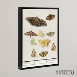 "Artery8 Butterflies & moths Anselmus de Boodt Framed Canvas Wall Art Print in White - Size: W12"" x H16""" - thumbnail 2
