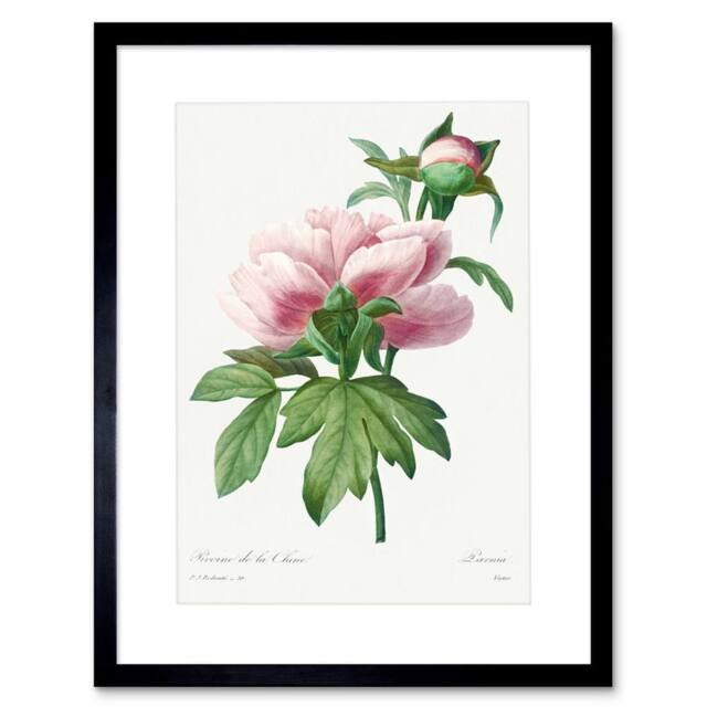 "Wee Blue Coo Pale Pink Peony Bloom Floral Stem Flowers Pretty Framed Wall Art Print in Green - Size: W12"" x H16""" - image 1