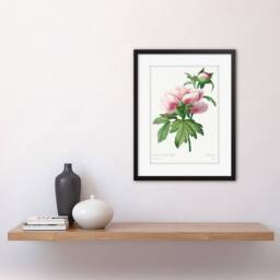 "Wee Blue Coo Pale Pink Peony Bloom Floral Stem Flowers Pretty Framed Wall Art Print in Green - Size: W12"" x H16""" - thumbnail 2