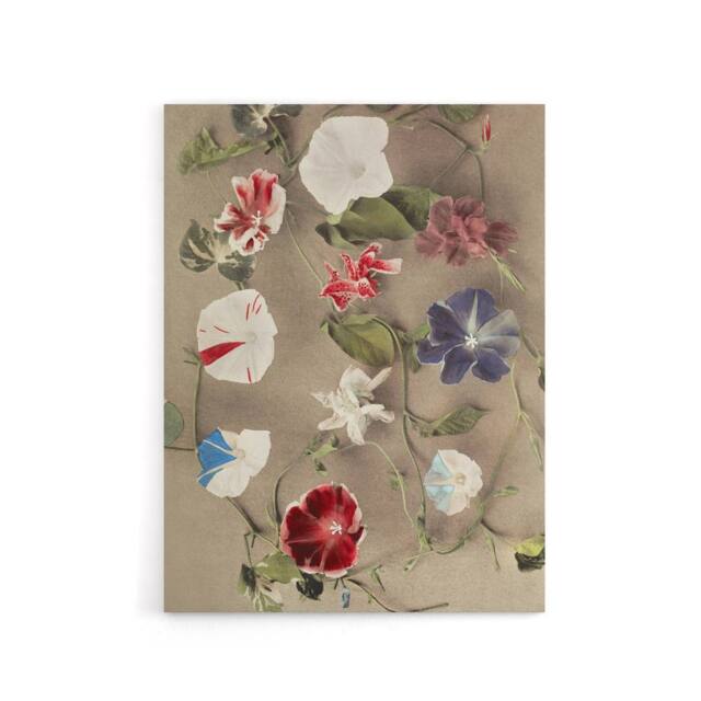 "Artery8 Group Of Morning Glories Canvas Wall Art Print Ogawa Kazumasa - Size: W18"" x H24""" - image 1