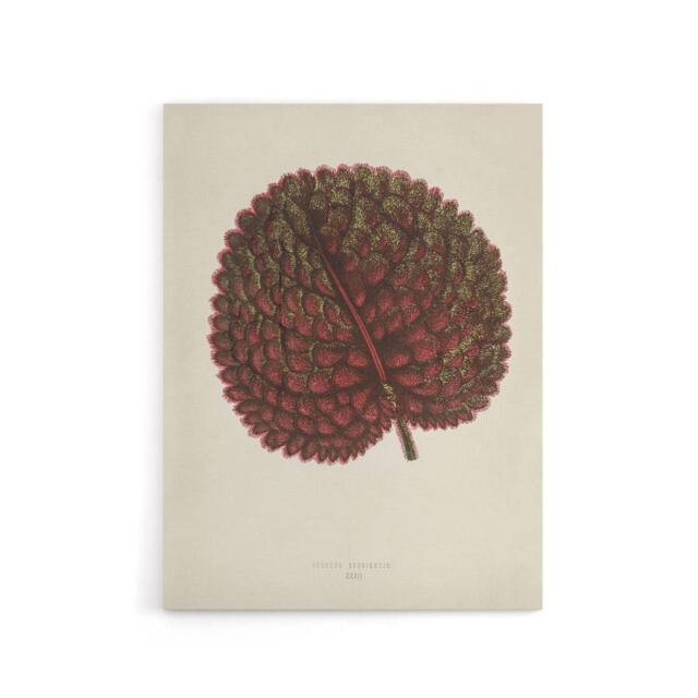 "Artery8 Vintage Botanical Gesnera Exoniensis Leaf Fawcett Canvas Wall Art in Beige - Size: W18"" x H24""" - image 1
