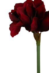 Orsina Amaryllis Stem - 72cm Burgundy, Deep Burgundy Petals With Realistic Texture & Form, Striking Faux Flower in Red - thumbnail 6