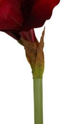 Orsina Amaryllis Stem - 72cm Burgundy, Deep Burgundy Petals With Realistic Texture & Form, Striking Faux Flower in Red - thumbnail 4