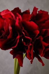 Orsina Amaryllis Stem - 72cm Burgundy, Deep Burgundy Petals With Realistic Texture & Form, Striking Faux Flower in Red - thumbnail 2