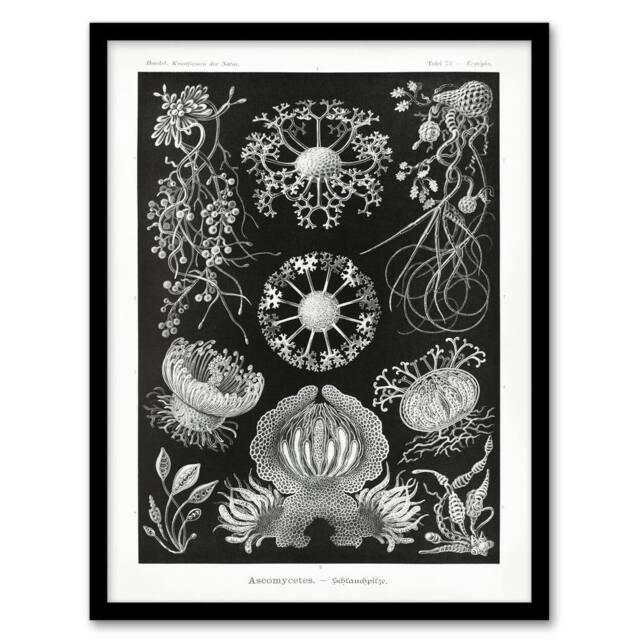 "Artery8 Ascomycetes Fungi Species Vintage Haeckel Framed Wall Art Print in Black - Size: W12"" x H16""" - image 1