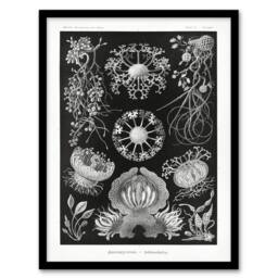 "Artery8 Ascomycetes Fungi Species Vintage Haeckel Framed Wall Art Print in Black - Size: W12"" x H16""" - thumbnail 1