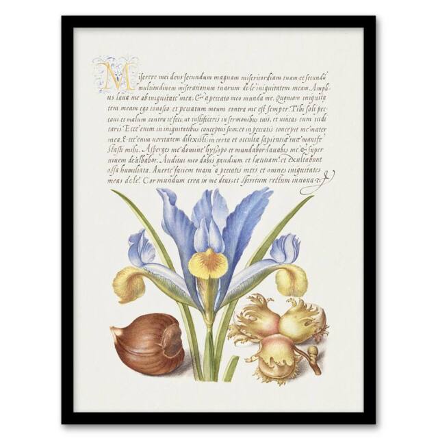 "Artery8 Iris Flower & Hazelnut Calligraphy Framed Wall Art Print in White - Size: W12"" x H16""" - image 1