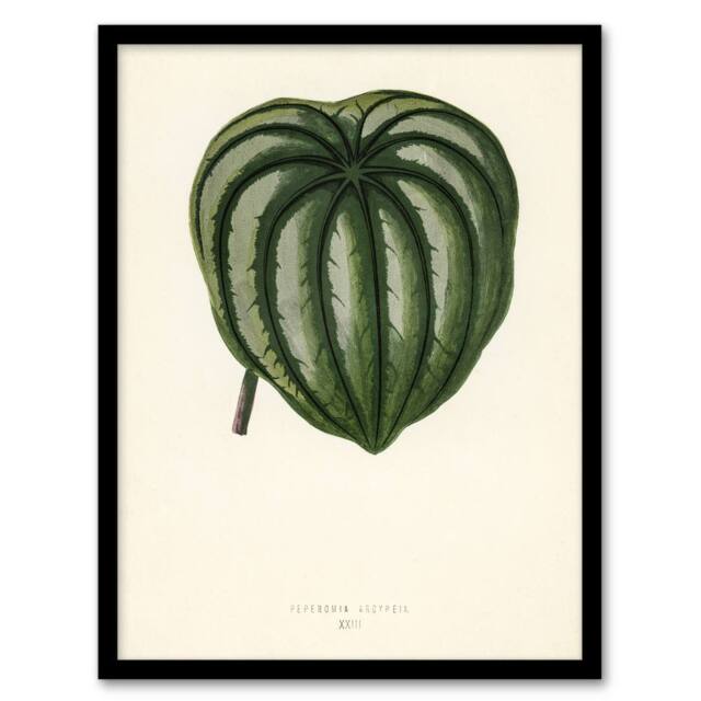 Artery8 Vintage Botanical Pepper Elder Leaf Fawcett Framed Wall Art Print in Beige - Size: A4 - image 1