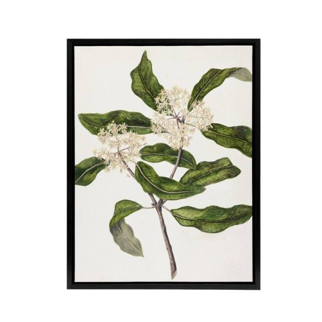 "Artery8 New Zealand Tarata Lemonwood Plant Featon Framed Canvas Wall Art Print in Beige - Size: W12"" x H16""" - image 1