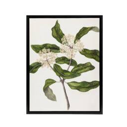 "Artery8 New Zealand Tarata Lemonwood Plant Featon Framed Canvas Wall Art Print in Beige - Size: W12"" x H16""" - thumbnail 1