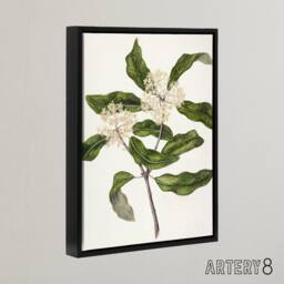 "Artery8 New Zealand Tarata Lemonwood Plant Featon Framed Canvas Wall Art Print in Beige - Size: W12"" x H16""" - thumbnail 2
