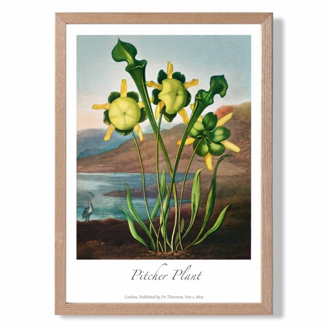 ARTZE Vintage Floral Exhibition - Pitcher Plant Framed Print SIZE: A2 with Oak Frame in Yellow - Size: A4 - image 1