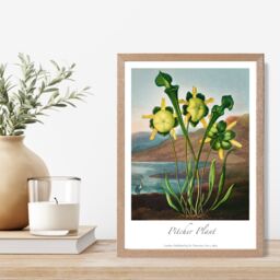 ARTZE Vintage Floral Exhibition - Pitcher Plant Framed Print SIZE: A2 with Oak Frame in Yellow - Size: A4 - thumbnail 2