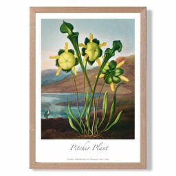ARTZE Vintage Floral Exhibition - Pitcher Plant Framed Print SIZE: A2 with Oak Frame in Yellow - Size: A4 - thumbnail 1