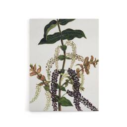 "Artery8 New Zealand Tutu Plant Vintage Artwork Featon Canvas Wall Art Print in Beige - Size: W12"" x H16""" - thumbnail 1