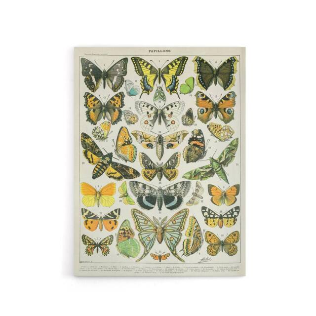 "Artery8 Millot Encyclopedia Page Butterflies Moths Canvas Wall Art Print - Size: W24"" x H32""" - image 1