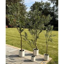 Lemon Pavilion Furniture and Decor Apulia Olive Tree in Pot 150 cm, Plastic, Height 150 cm, Brown/White in Brown - thumbnail 5