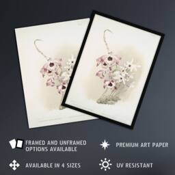 Artery8 Frederick Sander Dendrobium Venus & Cassiope Orchid Framed Art Print - Size: A4 - thumbnail 2