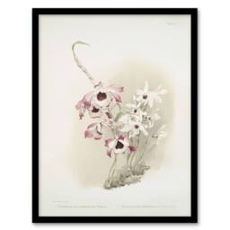 Artery8 Frederick Sander Dendrobium Venus & Cassiope Orchid Framed Art Print - Size: A4 - thumbnail 1