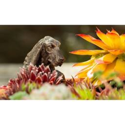 Jardinopia Basset Hound Plant Pot Hanger - L11 x W5.5 x H4.5 cm in Bronze - thumbnail 5