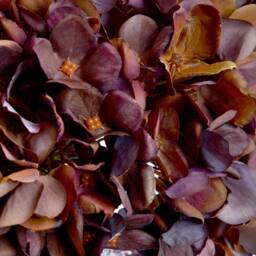 Wyld Haus Set of 3 Artificial Autumn Coffee Hydrangea Stems 42cm in Burgundy - thumbnail 3