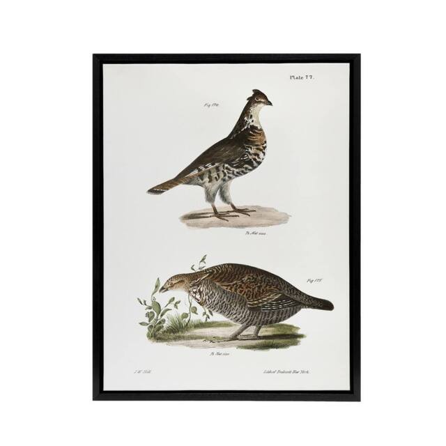"Artery8 James De Kay Partridge & Pinnated Grouse Framed Canvas Art Print in White - Size: W12"" x H16""" - image 1