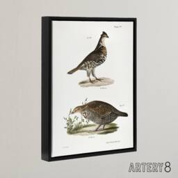 "Artery8 James De Kay Partridge & Pinnated Grouse Framed Canvas Art Print in White - Size: W12"" x H16""" - thumbnail 2