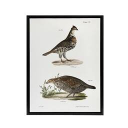"Artery8 James De Kay Partridge & Pinnated Grouse Framed Canvas Art Print in White - Size: W12"" x H16""" - thumbnail 1