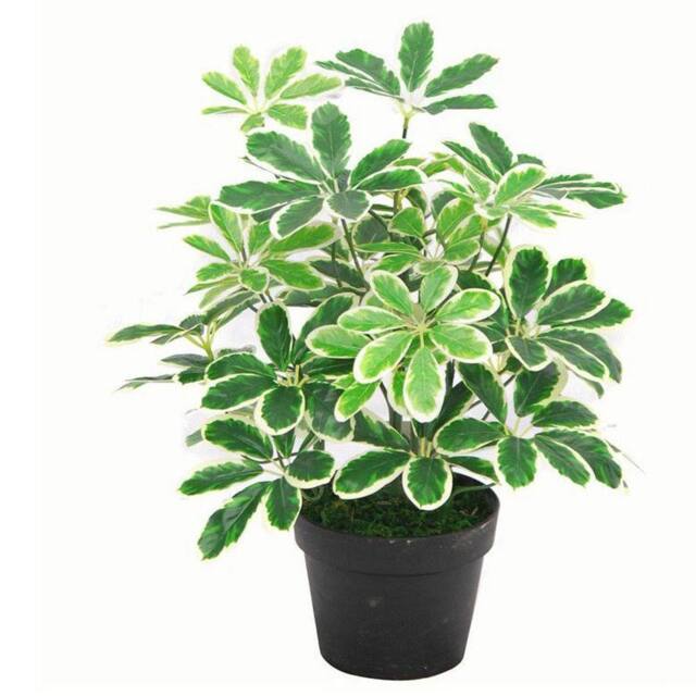 Leaf 55cm Variegated Artificial Schefflera Arboricola Plant in Green - image 1
