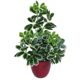 Leaf 55cm Variegated Artificial Schefflera Arboricola Plant in Green - thumbnail 4