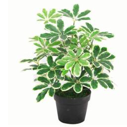 Leaf 55cm Variegated Artificial Schefflera Arboricola Plant in Green - thumbnail 1