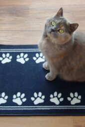 JVL Pet Mat Machine Washable 40 x 70 cm Paw Print in Dark Navy - Size: 40 cm x 70 cm - thumbnail 2