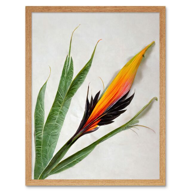 "Artery8 Wall Art Print Bird of Paradise Tropical Plant Flower & Leaves on White Art Framed in Light Oak - Size: W12"" x H16""" - image 1
