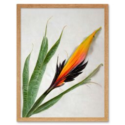 "Artery8 Wall Art Print Bird of Paradise Tropical Plant Flower & Leaves on White Art Framed in Light Oak - Size: W12"" x H16""" - thumbnail 1