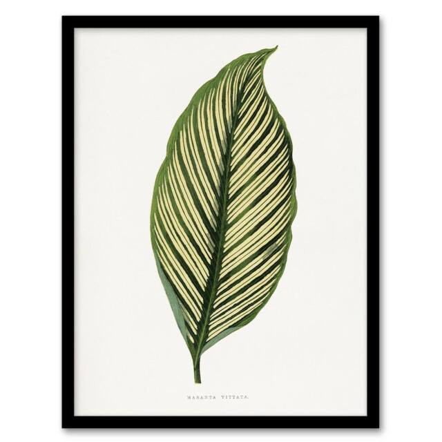 Artery8 AF Lydon Benjamin Fawcett Maranta Vittata Leaf Framed Wall Art Print in White - Size: A4 - image 1