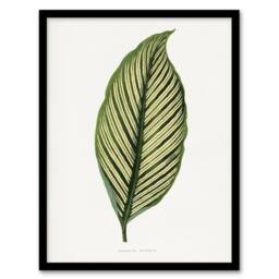 Artery8 AF Lydon Benjamin Fawcett Maranta Vittata Leaf Framed Wall Art Print in White - Size: A4 - thumbnail 1