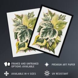 "Artery8 Ivy Leaf Variations Vintage Botanical Hibberd Framed Wall Art Print in Green - Size: W12"" x H16""" - thumbnail 2