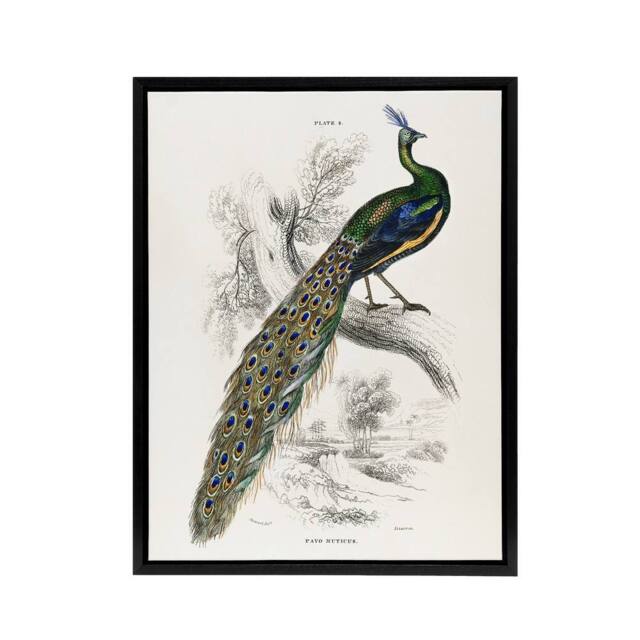 "Artery8 Male Peafowl Peacock Sir William Jardine Framed Canvas Wall Art in White - Size: W12"" x H16""" - image 1