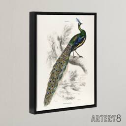 "Artery8 Male Peafowl Peacock Sir William Jardine Framed Canvas Wall Art in White - Size: W12"" x H16""" - thumbnail 2