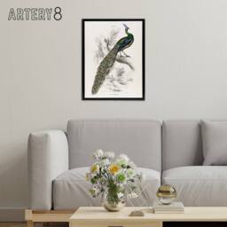 "Artery8 Male Peafowl Peacock Sir William Jardine Framed Canvas Wall Art in White - Size: W12"" x H16""" - thumbnail 3