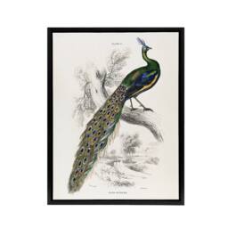"Artery8 Male Peafowl Peacock Sir William Jardine Framed Canvas Wall Art in White - Size: W12"" x H16""" - thumbnail 1