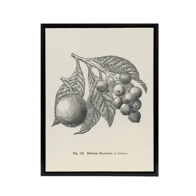 "Artery8 Fruit Growers Guide Vintage Loquat Artwork Wright Framed Canvas Art in White - Size: W12"" x H16""" - image 1