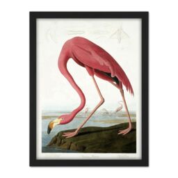 "Artery8 Wall Art Print Audubon American Flamingo Large Framed Wall Décor Art in White - Size: W18"" x H24""" - thumbnail 1
