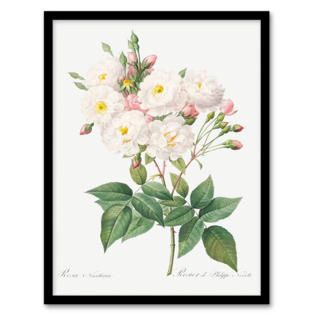Artery8 Redoute Framed Wall Art Noisette Rose Vintage Floral Illustration in White - Size: A4 - image 1