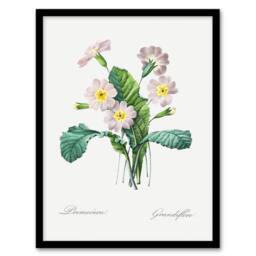 "Artery8 Primrose Floral Illustration Redoute Vintage Framed Wall Art Print in White - Size: W12"" x H16""" - thumbnail 1