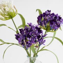 Scottish Everlastings Ltd 40cm Agapanthus in Vase in Purple - thumbnail 2