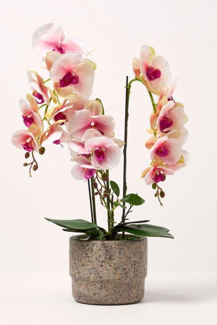 Homescapes Luxury Artificial Orchid in Pot, 3 Stems, 64 cm, Pink - image 1