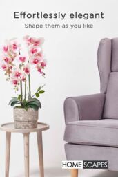 Homescapes Luxury Artificial Orchid in Pot, 3 Stems, 64 cm, Pink - thumbnail 6