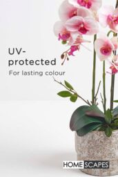 Homescapes Luxury Artificial Orchid in Pot, 3 Stems, 64 cm, Pink - thumbnail 5